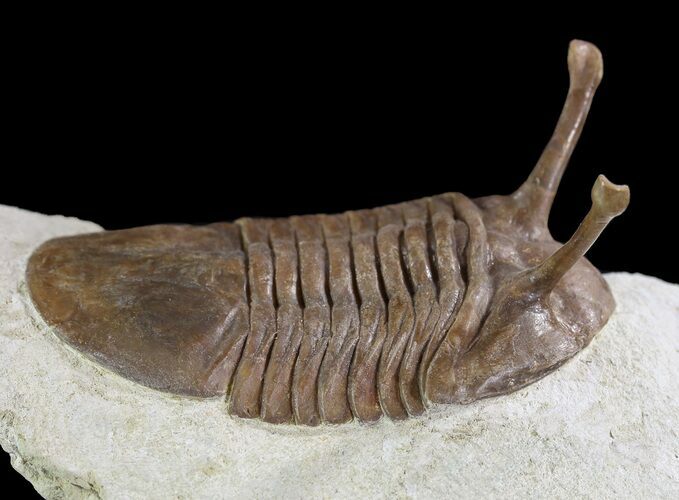 Asaphus Kowalewskii Trilobite With Stalk Eyes - Large Specimen #89069